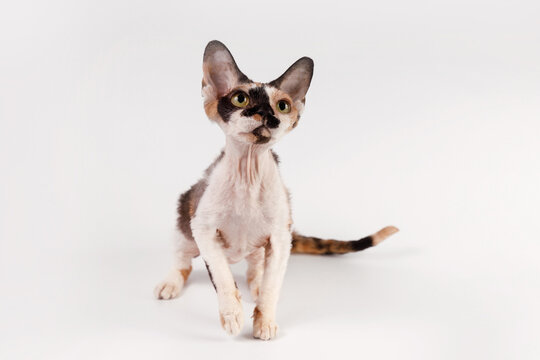 Tortoiseshell Devon Rex cat, green eyes, large ears, white chest, standing, studio portrait.
