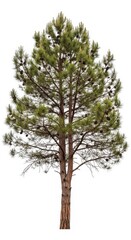 Fototapeta premium Pine Tree With Cones Isolated On White Background Nature Photo