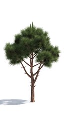 Fototapeta premium Pine Tree Isolated White Background, Evergreen Conifer with Pinecones, Nature Flora