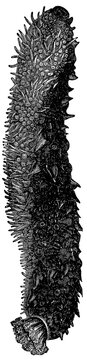 Tubular sea cucumber (Holothuria tubulosa), detailed vintage engraving.