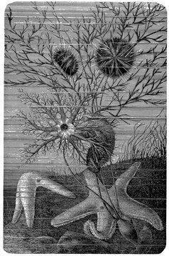 Green sea urchin (Psammechinus microtuberculatus), sea cucumber (Pentacta doliolum) and common starfish (Asterias rubens), detailed vintage engraving.