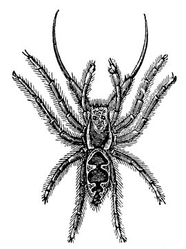 Zebra jumping spider (Salticus scenicus), male, detailed vintage engraving.
