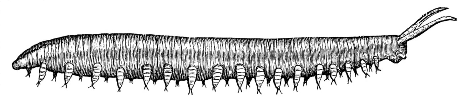 Cape velvet worm (Peripatopsis capensis), detailed vintage engraving.