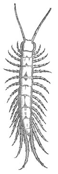 Stone centipede (Lithobius forficatus), detailed vintage engraving.