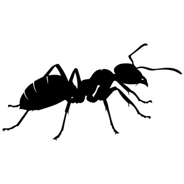 ant isolated on white background