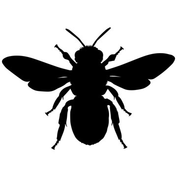 Black silhouette of flying sweat bee isolated on transparent background