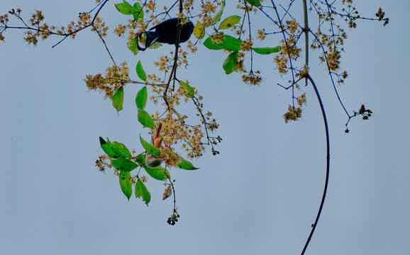 A grey-headed starling hangs upside down as it draws nectar from flowers. Also seen is the profile of a drongo