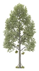 Fototapeta premium Durian Tree with Ripe Fruit Hanging Isolated on White Background