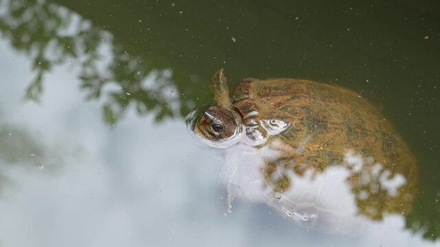 Small turtles are living in the nature environment, surrounding with water. Animal portrait photo, close-up.