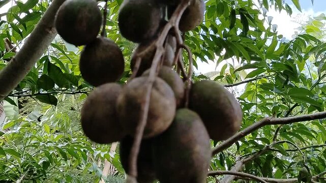Ambarella fruit (Spondias dulcis) on tree branch, exotic tropical fruit with fresh and healthy appearance.