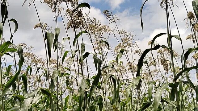 Top view of corn plant featuring tassel and fresh green leaves, natural agriculture detail in a tropical farm environment.