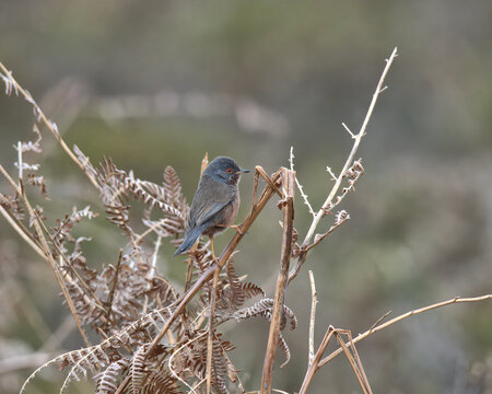 Dartford warbler perched on bracken.