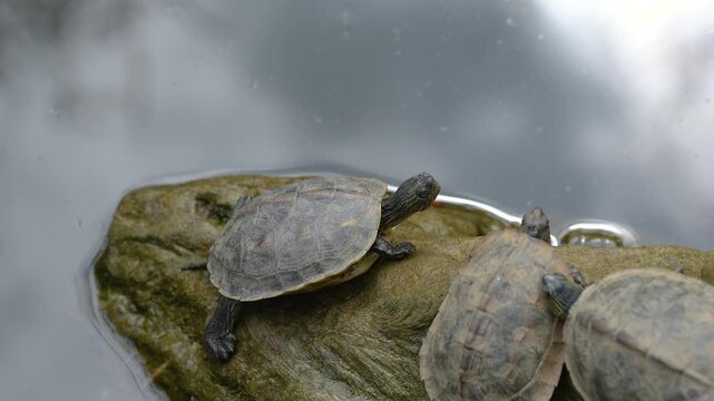 Small turtles are living in the nature environment, surrounding with water. Animal portrait photo, close-up.