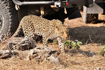 leopard in the tree © Patricia