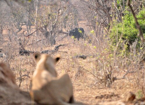 Lioness scoping wilderbeast in the distance