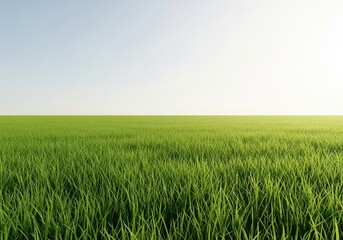 Fototapeta premium A wide, peaceful expanse of lush green grass stretching toward a clear, bright horizon under the warm afternoon sun, natural world, day, bright
