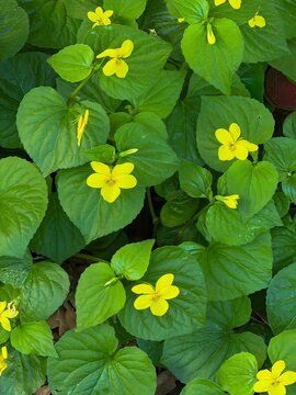 Common yellow woodsorrel (Oxalis stricta) is a widespread, clover-like plant with heart-shaped leaves and small yellow flowers,