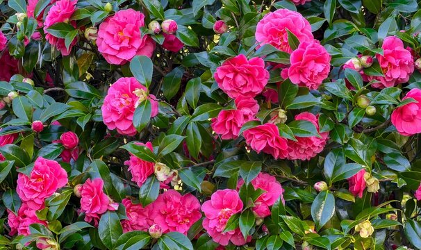 Red camellia trees are stunning, evergreen shrubs, often Camellia japonica or sasanqua, known for glossy green leaves and vibrant red blooms