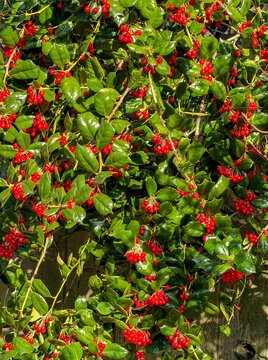 Winterberry, this low-maintenance member of the holly family is a deciduous shrub that grows well in moist, acidic soil. and produces red berries