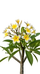 Fototapeta premium Plumeria Flowers Blooming on Tree, Tropical Frangipani Blossoms Yellow White