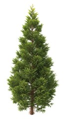 Fototapeta premium Tall Green Sequoia Tree Isolated on White Background - Evergreen Conifer