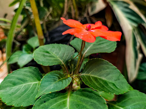 Selective focus. The beautiful blooming red impatiens walleriana flower. Ornamental plant in the garden. Easy to care for, can be potted or ground.