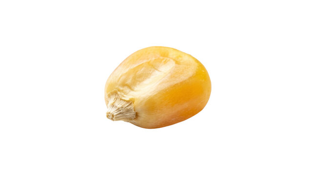 A single yellow corn kernel on transparent background