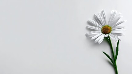 Obraz premium Single white flower with yellow center rests against a plain, light background
