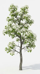 Fototapeta premium Spring Blossom Tree with White Flowers and Green Leaves, Isolated
