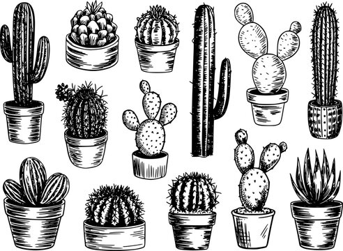Collection of hand drawn potted cacti and succulents in style black and white cactus