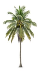 Obraz premium Coconut Palm Tree with Coconuts Isolated on White Background - Tropical Flora