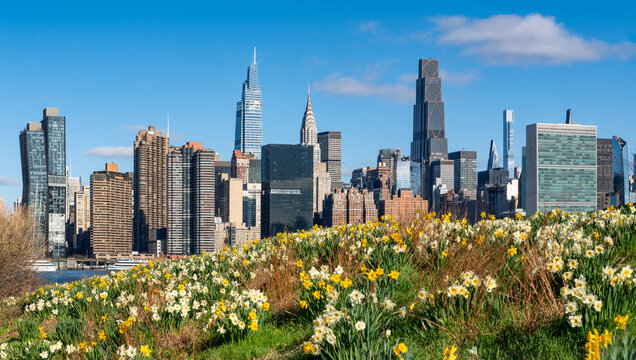 Spring view of Midtown Manhattan skyline and skyscrapers across the East River from Hunter&rsquo;s Point South Park, Queens, New York City, with blooming daffodils