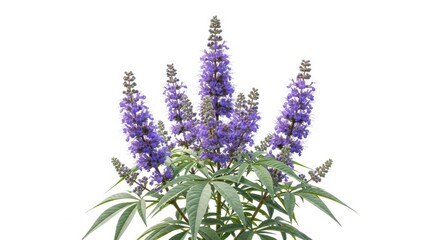 Fototapeta premium Beautiful Purple Chaste Tree Flowers Isolated on White Background