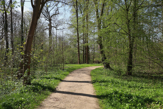 Waldweg im Schlosspark L&uuml;tzschena mit bl&uuml;hendem B&auml;rlauch-Teppich, Fr&uuml;hling im Leipziger Auwald bei der Familie Speck von Sternburg, Radtour und Naturerlebnis, Leipzig, Sachsen, Deutschland