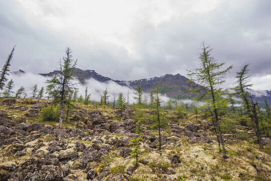 Taiga fir forest on Putorana Plateau, Taimyr. Russia