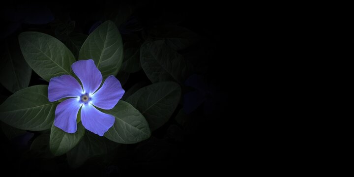A vibrant periwinkle flower blossoms amidst dark green leaves, set against a black background
