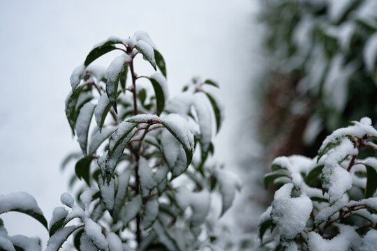 Symbolfoto f&uuml;r Wintereinbruch mit Schnee mit unscharfem Hintergrund