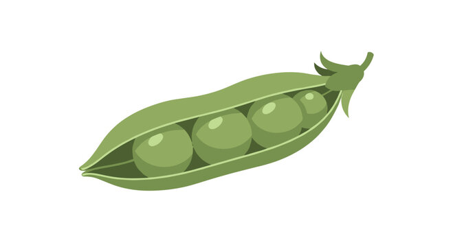 A singular vibrant green pea pod is split open to reveal five perfectly round and glossy peas nestled within the protective curved shell of the plant.
