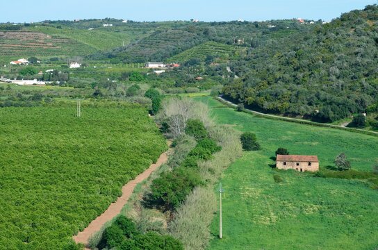 Plantaciones de naranjos cerca de Silves en el Algarve, Portugal