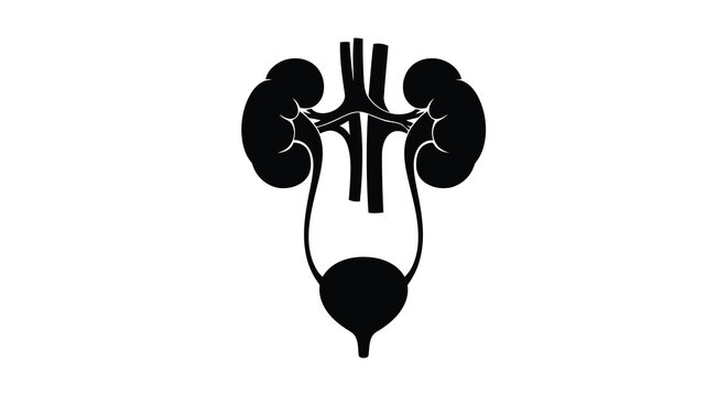 Anatomical illustration of human kidneys ureters and bladder in black