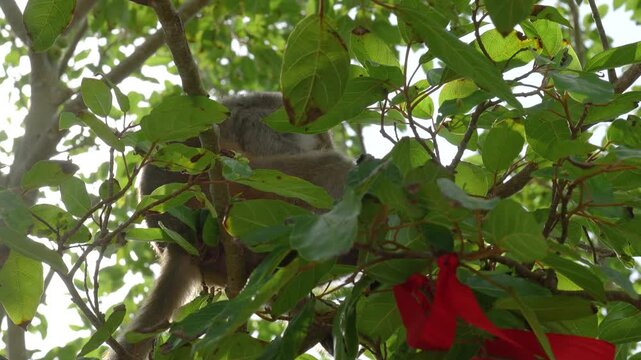 A little monkey is climbing on the tree, living in nature forest environment. Animal portrait photo, close-up.