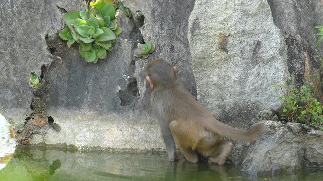 A little monkey is climbing on rock with water below. Animal portrait in action scene photo.