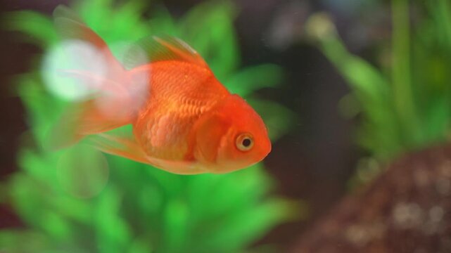 Colorful gold fish in white and orange color is swimming underwater in fish tank. Anima portrait footage, close-up with selective focus.