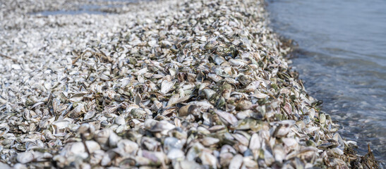 Quagga mussel banks covering beach at constance demonstrating bioinvasion © Michael