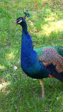 Colourful blue Indian peacock (Pavo cristatus, peahen, peafowl) eating grass close up, vertical video