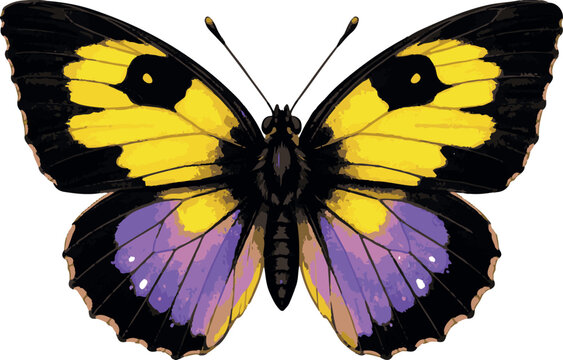 California dogface butterfly Zerene eurydice vector illustration, realistic insect design, USA state butterfly, nature wildlife clipart