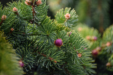 Fototapeta premium Close-up of vibrant green pine needles with small purple cones and buds