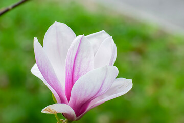 Fototapeta premium Delicate pink and white magnolia flower blooming in spring garden
