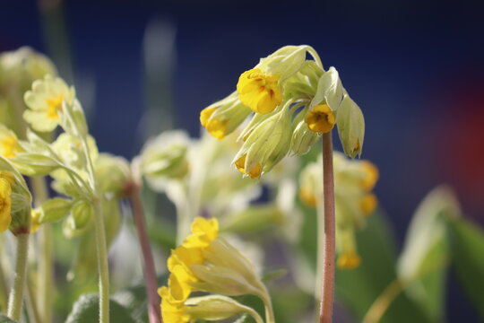Flowering Primula veris (syn. Primula officinalis) or Common cowslip plants with yellow flowers in spring garden