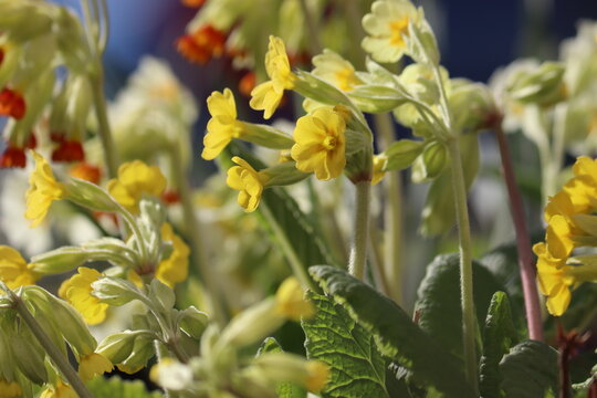 Flowering Primula veris (syn. Primula officinalis) or Common cowslip plants with yellow flowers in spring garden